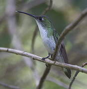 White-bellied Hummingbird