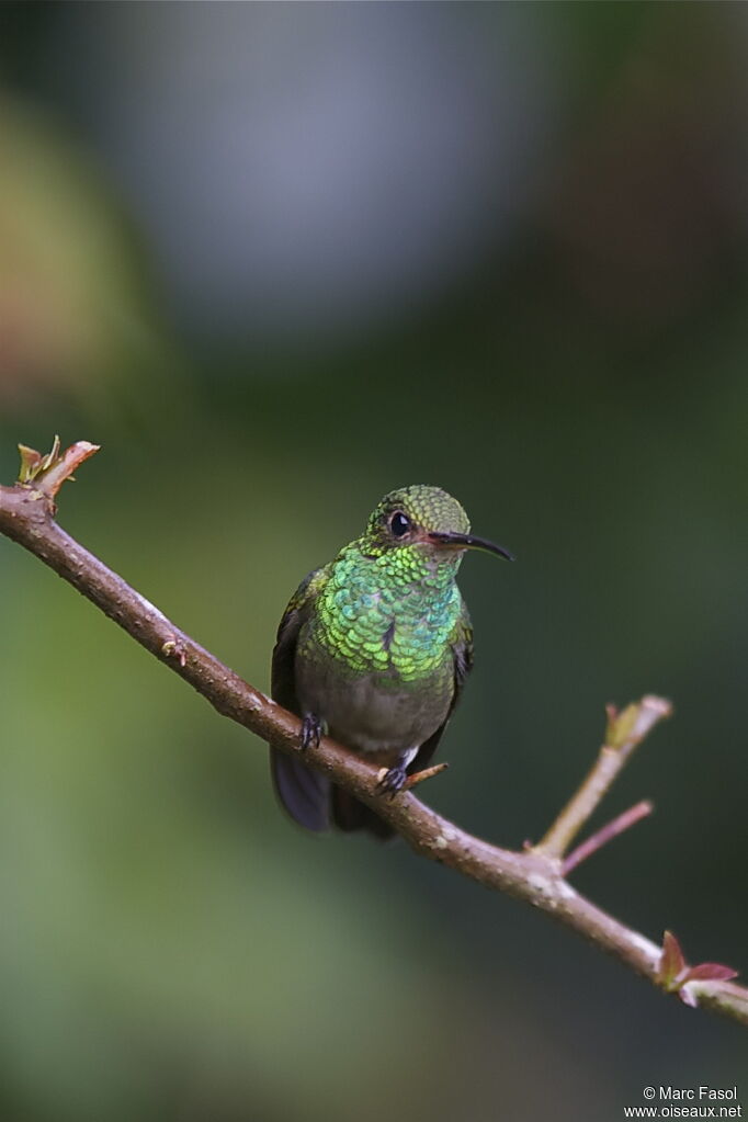 Rufous-tailed Hummingbirdadult, identification