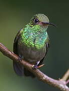 Rufous-tailed Hummingbird