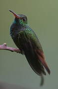 Rufous-tailed Hummingbird