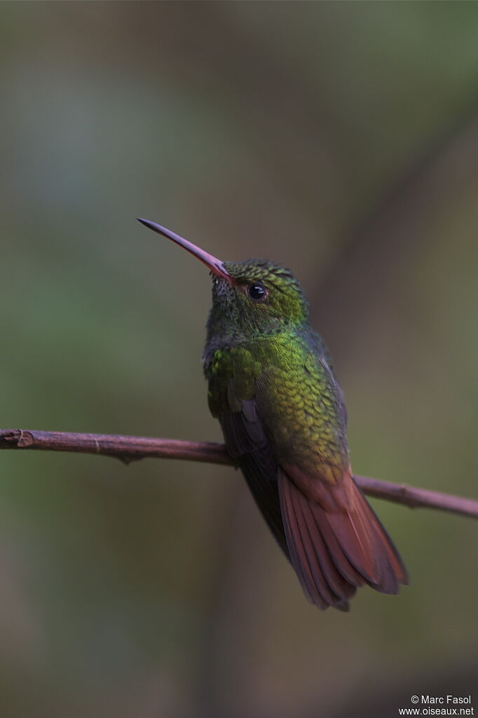 Rufous-tailed Hummingbirdadult, identification