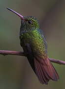 Rufous-tailed Hummingbird