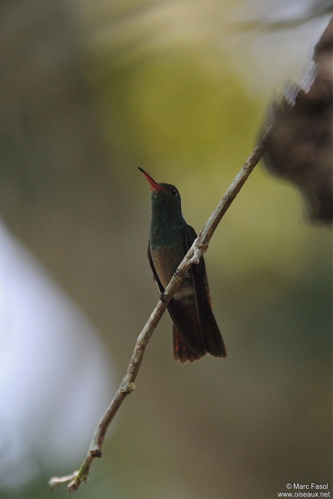 Rufous-tailed Hummingbirdadult breeding, identification