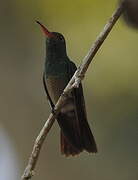 Rufous-tailed Hummingbird