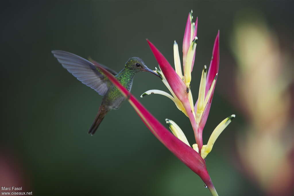 Rufous-tailed Hummingbirdadult, Flight, feeding habits, Behaviour