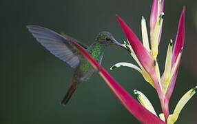 Rufous-tailed Hummingbird