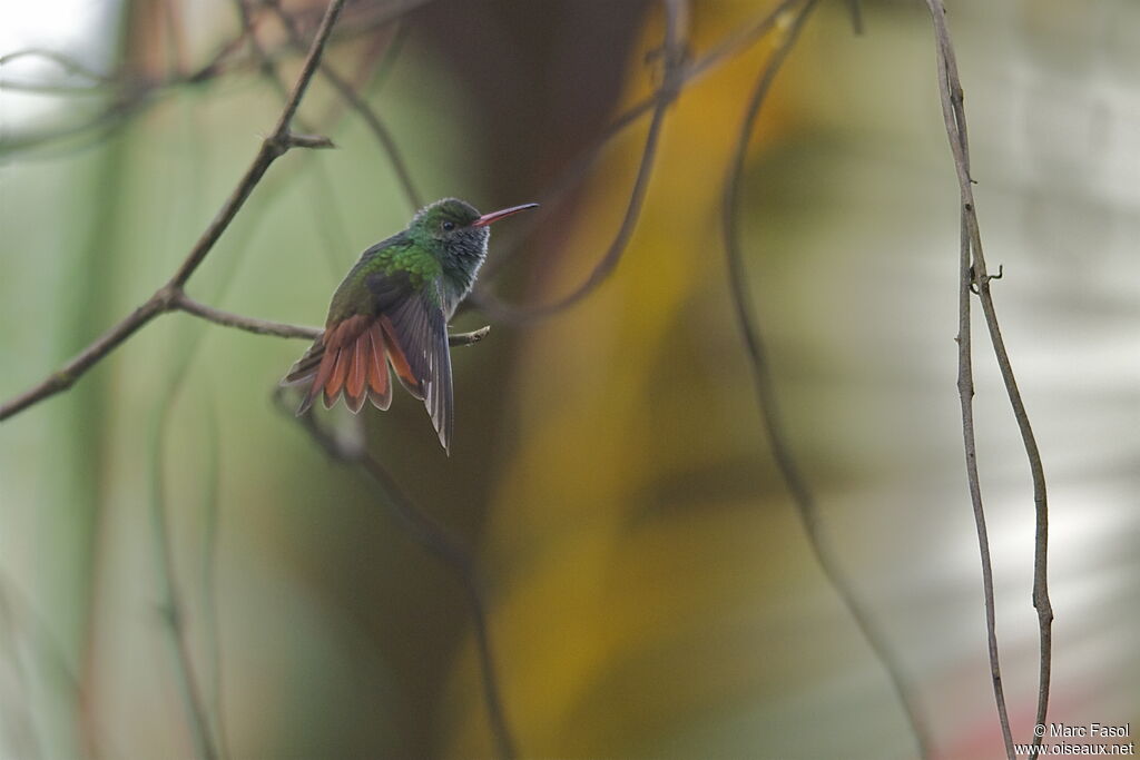 Rufous-tailed Hummingbirdadult, identification