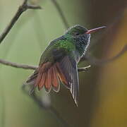 Rufous-tailed Hummingbird