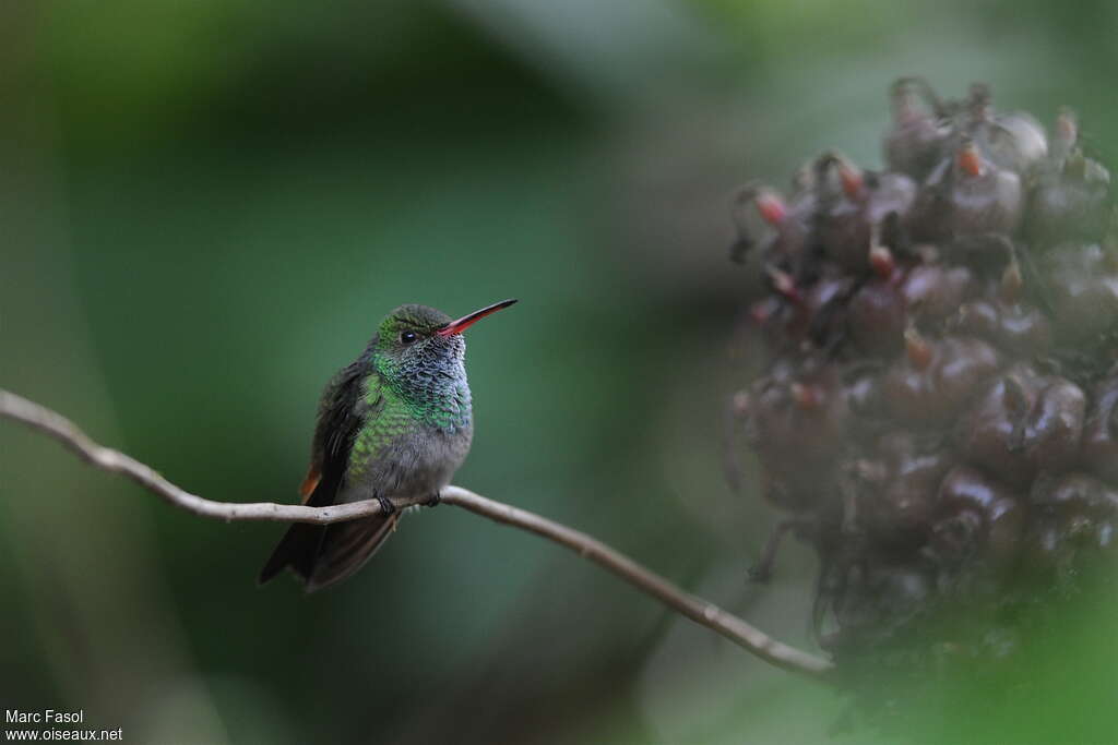 Rufous-tailed Hummingbird male adult, identification