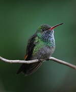 Rufous-tailed Hummingbird