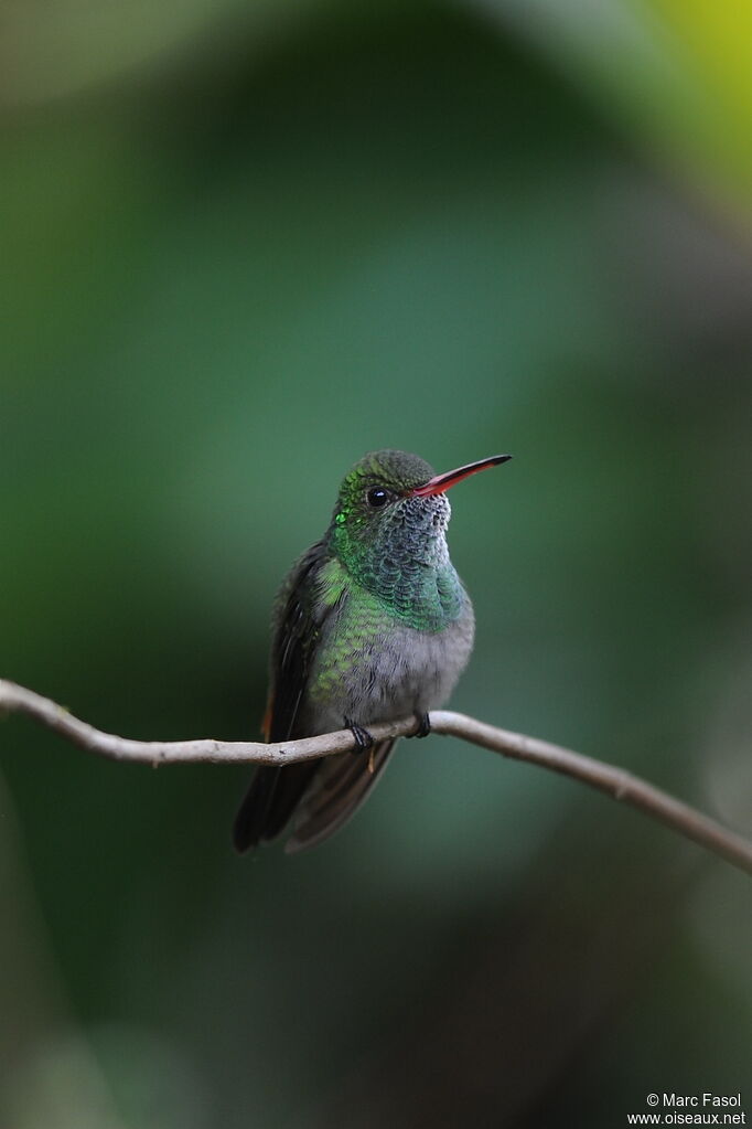 Rufous-tailed Hummingbirdadult, identification