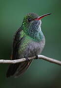 Rufous-tailed Hummingbird