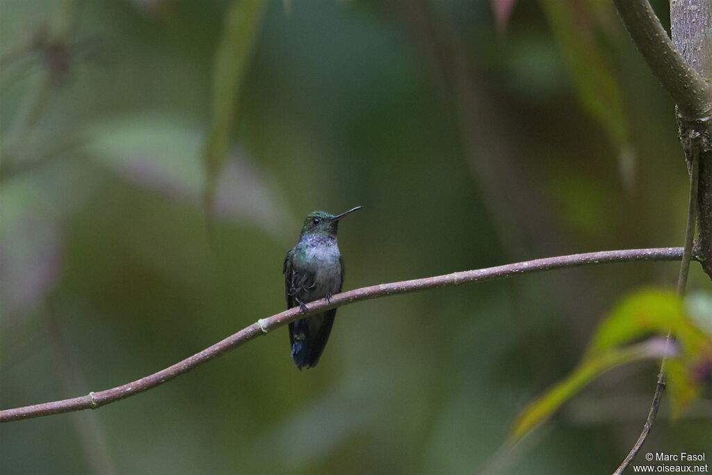 Blue-chested Hummingbird male adult, identification