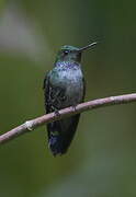 Blue-chested Hummingbird