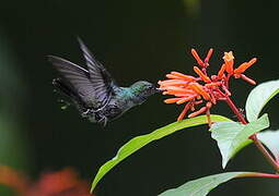 Blue-chested Hummingbird