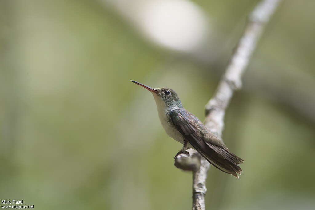 White-bellied Emeraldadult breeding, identification