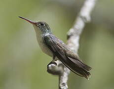 White-bellied Emerald