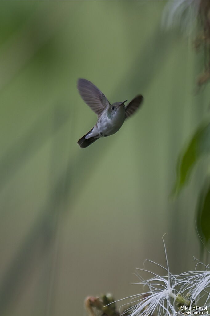 White-bellied Emeraldadult breeding, Flight