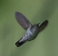 White-bellied Emerald