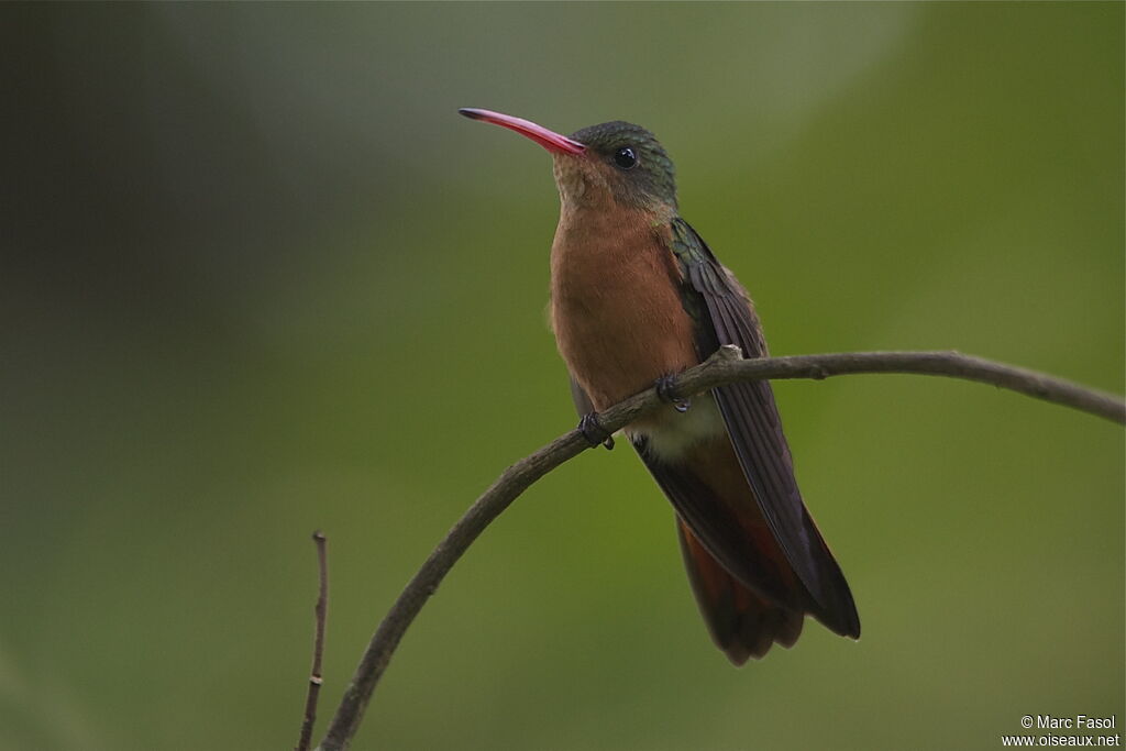 Cinnamon Hummingbirdadult breeding, identification