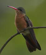 Cinnamon Hummingbird