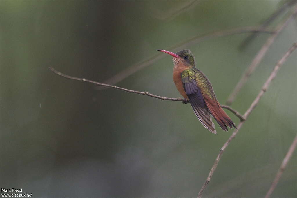 Cinnamon Hummingbird male adult, identification