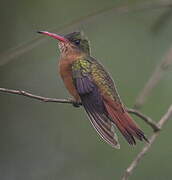 Cinnamon Hummingbird