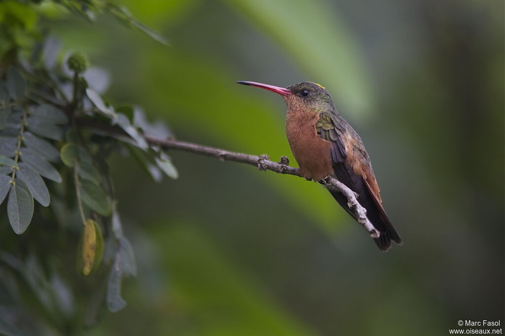 Cinnamon Hummingbirdadult breeding, identification