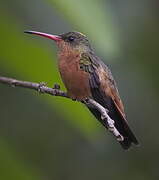 Cinnamon Hummingbird