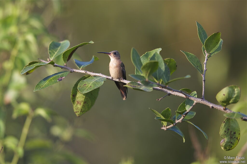 Cinnamon Hummingbirdimmature, identification