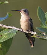 Cinnamon Hummingbird