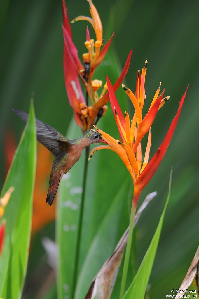 Cinnamon Hummingbirdadult, identification, feeding habits, Behaviour