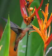 Cinnamon Hummingbird