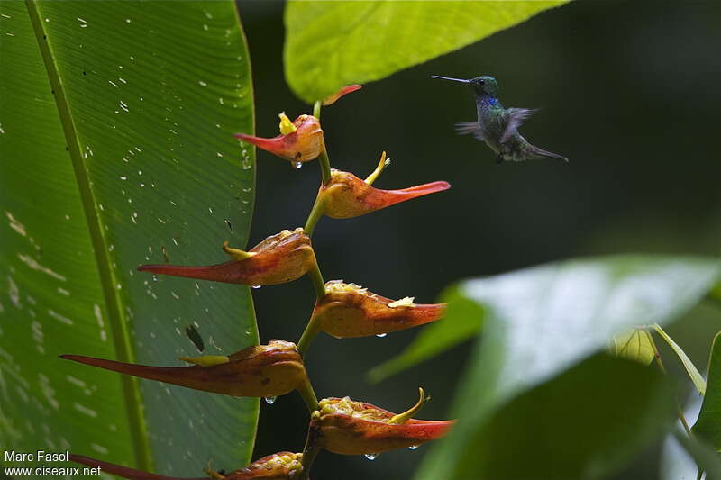 Charming Hummingbird male adult, pigmentation, Flight, feeding habits, Behaviour