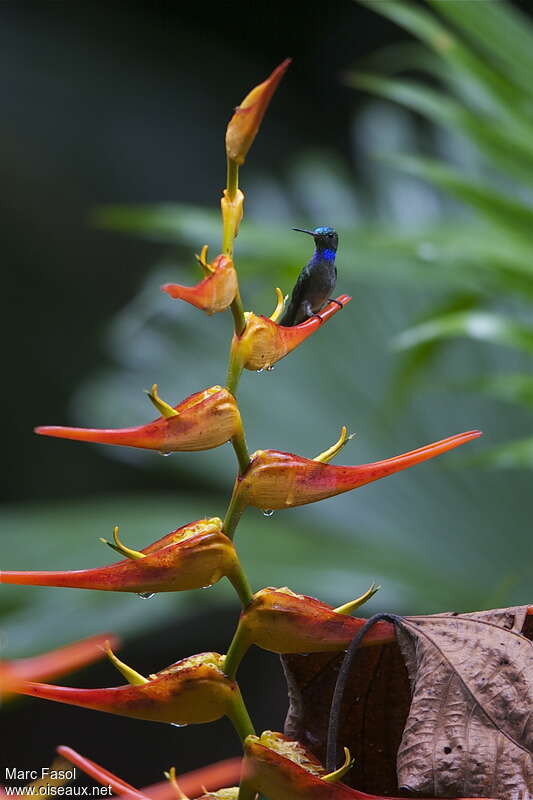Charming Hummingbird male adult, identification, feeding habits, Behaviour