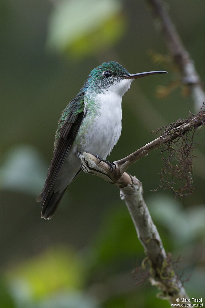 Andean Emeraldadult, identification