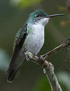 Andean Emerald