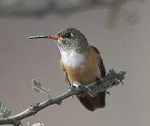 Amazilia Hummingbird