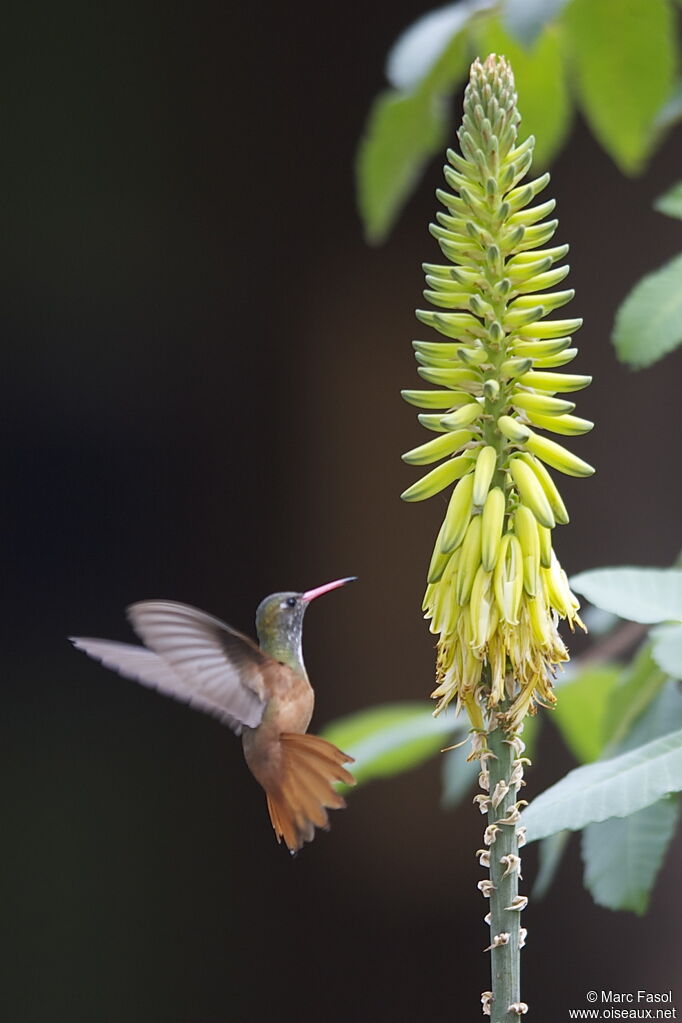 Amazilia Hummingbirdadult, feeding habits, Behaviour