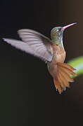 Amazilia Hummingbird