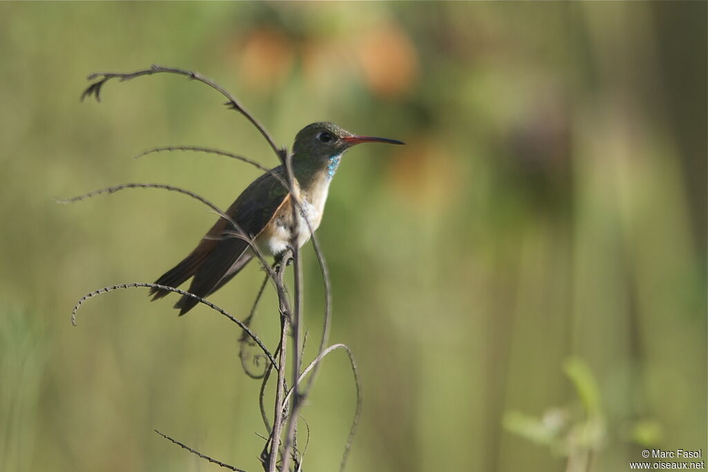 Amazilia Hummingbirdadult, identification