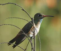 Amazilia Hummingbird