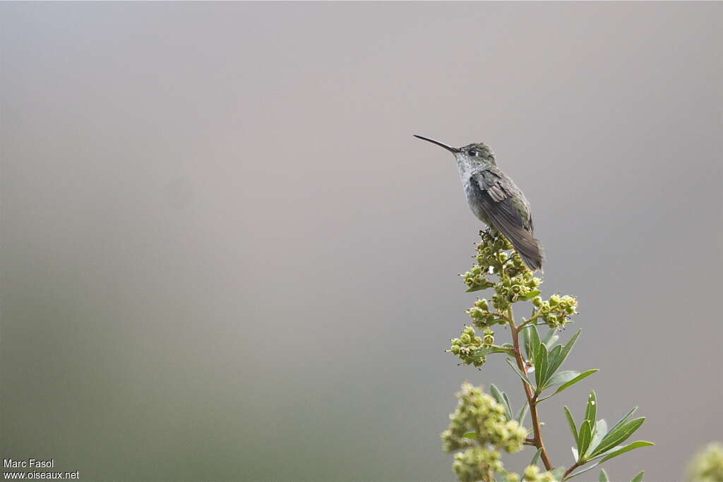 Green-and-white Hummingbird female adult, identification