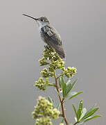 Green-and-white Hummingbird