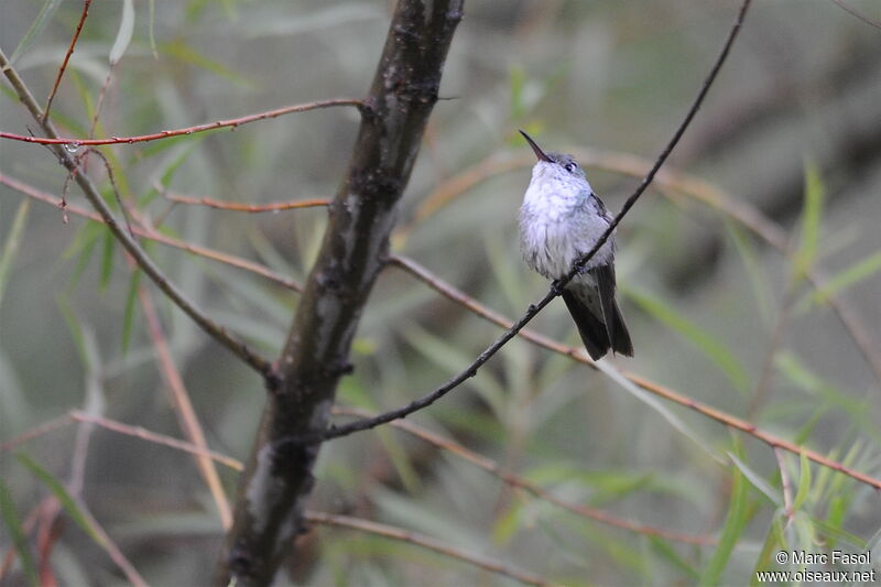 Green-and-white Hummingbirdadult, identification