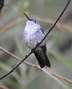 Green-and-white Hummingbird