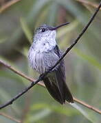 Green-and-white Hummingbird