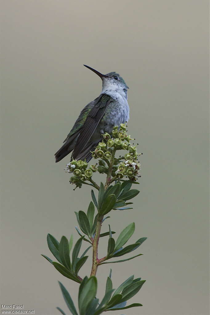 Green-and-white Hummingbird male adult, identification