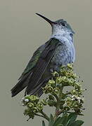 Green-and-white Hummingbird