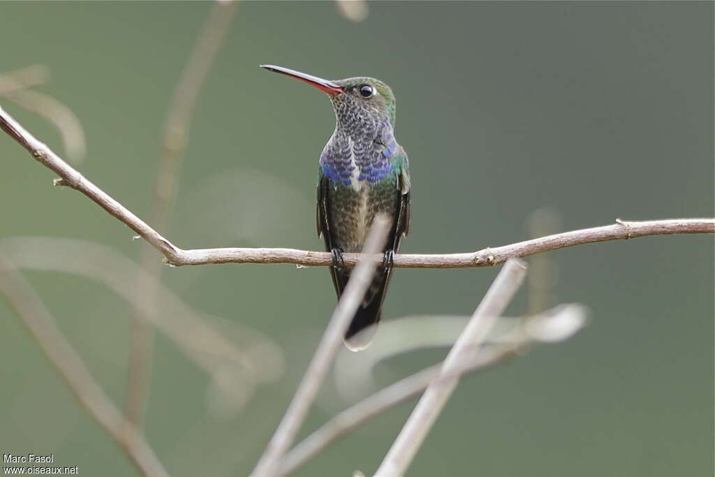 Sapphire-spangled Emerald female adult, close-up portrait